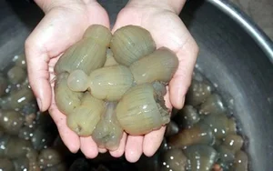 The Goosebump-Inducing Delicacy: Why This $8/kg Specialty Is Still Highly Sought After - image 0