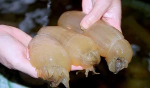 The Goosebump-Inducing Delicacy: Why This $8/kg Specialty Is Still Highly Sought After - image 6