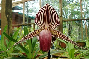 Discover the Rarest and Most Expensive Flowers in the World - image 1