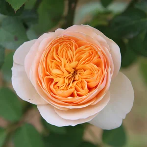 Discover the Rarest and Most Expensive Flowers in the World - image 7