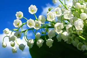 Discover the Rarest and Most Expensive Flowers in the World - image 3