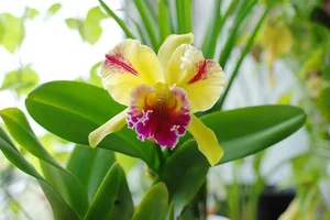 Discover the Rarest and Most Expensive Flowers in the World - image 2