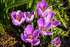 Discover the Rarest and Most Expensive Flowers in the World - image 6