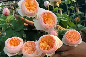 Discover the Rarest and Most Expensive Flowers in the World - image 0