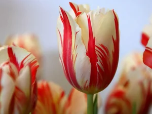 Discover the Rarest and Most Expensive Flowers in the World - image 4