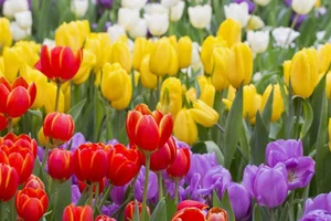 Discover the Rarest and Most Expensive Flowers in the World - image 8