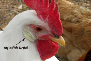 The Mystery of Blue Eggs: Surprising Facts About Chicken Egg Varieties and Nutrition - image 5