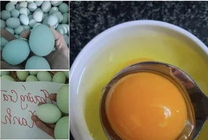 The Mystery of Blue Eggs: Surprising Facts About Chicken Egg Varieties and Nutrition - image 1