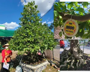 Spectacular Ancient Apricot Trees Worth Millions Turn Heads for Tet 2025 - image 9
