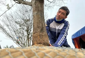 Spectacular Ancient Apricot Trees Worth Millions Turn Heads for Tet 2025 - image 2