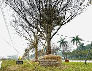 Spectacular Ancient Apricot Trees Worth Millions Turn Heads for Tet 2025 - image 10