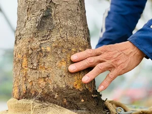 Spectacular Ancient Apricot Trees Worth Millions Turn Heads for Tet 2025 - image 5