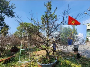 Spectacular Ancient Apricot Trees Worth Millions Turn Heads for Tet 2025 - image 3