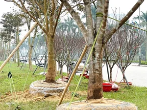 Spectacular Ancient Apricot Trees Worth Millions Turn Heads for Tet 2025 - image 0