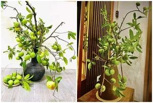 Fragrant Golden Apple Branches Become the Latest Viral Shopping Trend on Vietnamese Online Markets - image 5