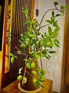 Fragrant Golden Apple Branches Become the Latest Viral Shopping Trend on Vietnamese Online Markets - image 8