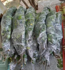 Fragrant Golden Apple Branches Become the Latest Viral Shopping Trend on Vietnamese Online Markets - image 7