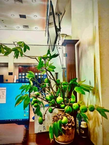 Fragrant Golden Apple Branches Become the Latest Viral Shopping Trend on Vietnamese Online Markets - image 3