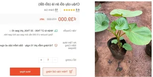 The Roadside Leaf That Farmers Turn Into High-Profit Crops - image 0