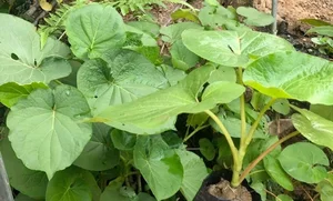 The Roadside Leaf That Farmers Turn Into High-Profit Crops - image 5