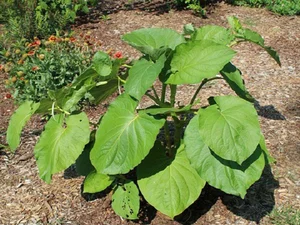The Roadside Leaf That Farmers Turn Into High-Profit Crops - image 8