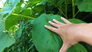 The Roadside Leaf That Farmers Turn Into High-Profit Crops - image 9