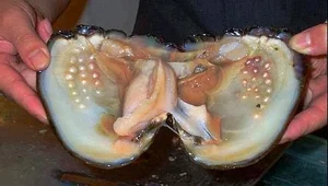Lucky Diner Discovers Rare ‘Treasure’ Inside Restaurant Meal - image 3