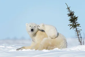 The Most Dedicated and Protective Mothers in the Animal Kingdom - image 6
