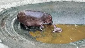 The Most Dedicated and Protective Mothers in the Animal Kingdom - image 1