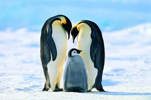 The Most Dedicated and Protective Mothers in the Animal Kingdom - image 2