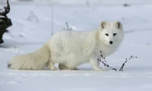 The Most Dedicated and Protective Mothers in the Animal Kingdom - image 4