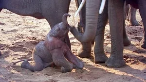 The Most Dedicated and Protective Mothers in the Animal Kingdom - image 7