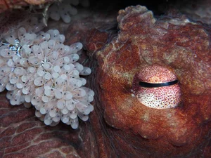 The Most Dedicated and Protective Mothers in the Animal Kingdom - image 0