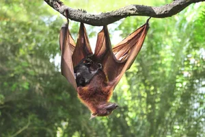 The Most Dedicated and Protective Mothers in the Animal Kingdom - image 5