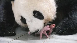 The Most Dedicated and Protective Mothers in the Animal Kingdom - image 3