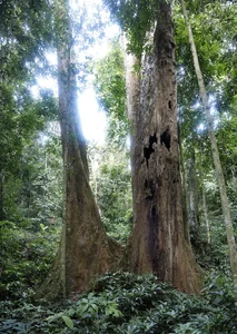 Ultimate 2024 Guide to Cuc Phuong National Park: Travel Tips, Food, and Activities - image 5