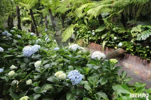 Stunning Garden Cafes in Ho Chi Minh City Attract Thousands of Visitors - image 9