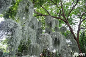 Stunning Garden Cafes in Ho Chi Minh City Attract Thousands of Visitors - image 11