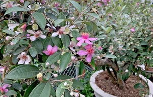 From Wild Brush to Masterpiece: The Transformation of Humble Plants into High-Value Bonsai - image 9