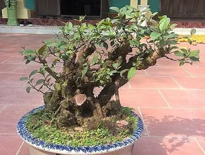 From Wild Brush to Masterpiece: The Transformation of Humble Plants into High-Value Bonsai - image 5