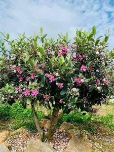 From Wild Brush to Masterpiece: The Transformation of Humble Plants into High-Value Bonsai - image 8