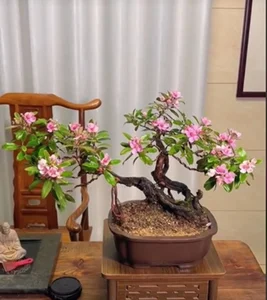 From Wild Brush to Masterpiece: The Transformation of Humble Plants into High-Value Bonsai - image 7