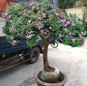 From Wild Brush to Masterpiece: The Transformation of Humble Plants into High-Value Bonsai - image 3