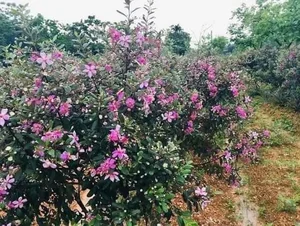 From Wild Brush to Masterpiece: The Transformation of Humble Plants into High-Value Bonsai - image 4