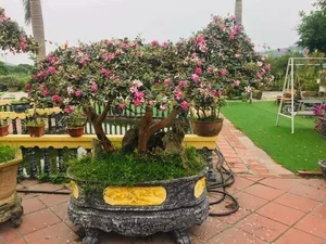 From Wild Brush to Masterpiece: The Transformation of Humble Plants into High-Value Bonsai - image 0