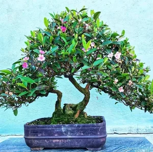 From Wild Brush to Masterpiece: The Transformation of Humble Plants into High-Value Bonsai - image 2