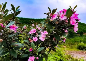 From Wild Brush to Masterpiece: The Transformation of Humble Plants into High-Value Bonsai - image 6