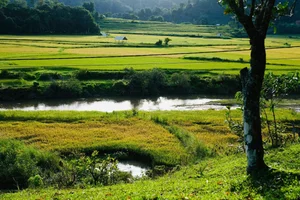 The Golden Harvest of Mang Den: Traditions of the Mo Nam People - image 0