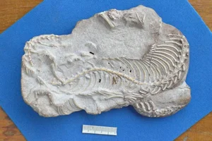 Scientific Breakthrough: Ancient Snake Skull with Legs Discovered by Researchers - image 4