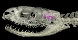 Scientific Breakthrough: Ancient Snake Skull with Legs Discovered by Researchers - image 8